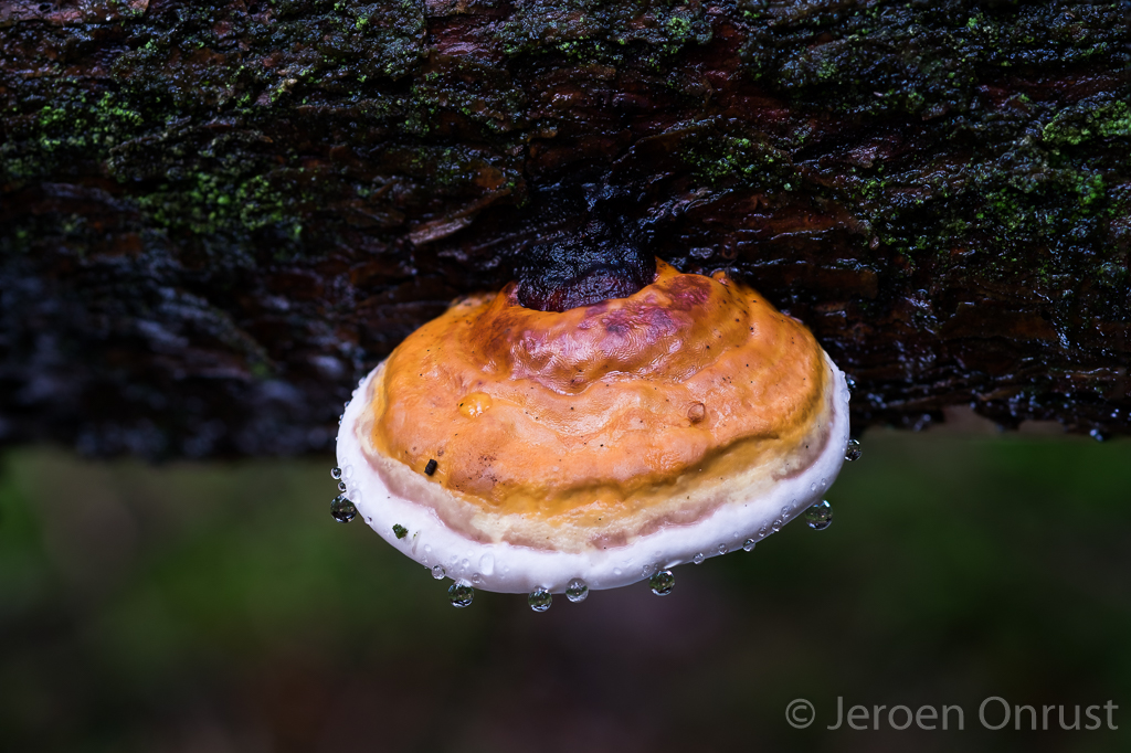 Fomitopsis pinicola - Roodgerande Houtzwam - Red-belted Bracket