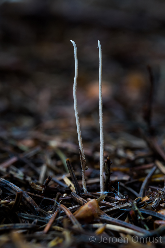 Ophiocordyceps forquignonii - Vliegendoder - Yellow Waspclub
