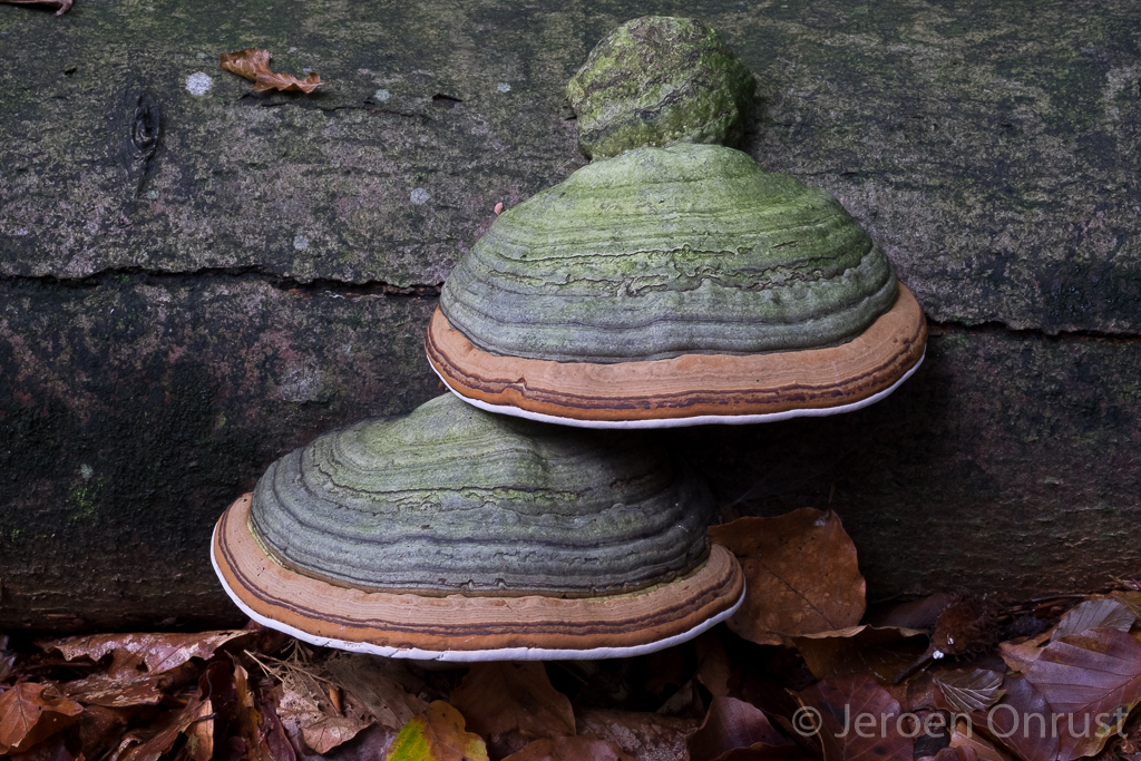 Fomes fomentarius - Echte Tonderzwam - Tinder Bracket