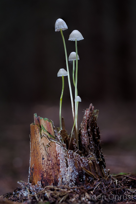 Mycena epipterygioides - Dennenkleefsteelmycena - Yellowleg Bonnet
