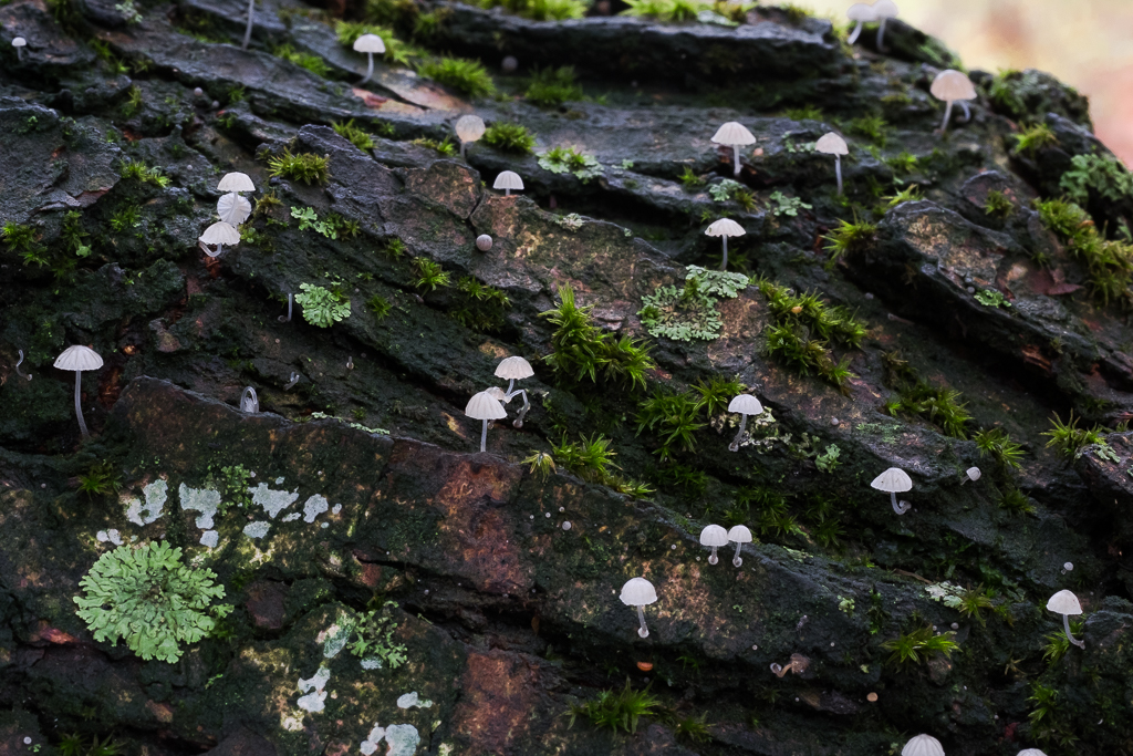 Mycena pseudocorticola - Blauwgrijze Schorsmycena