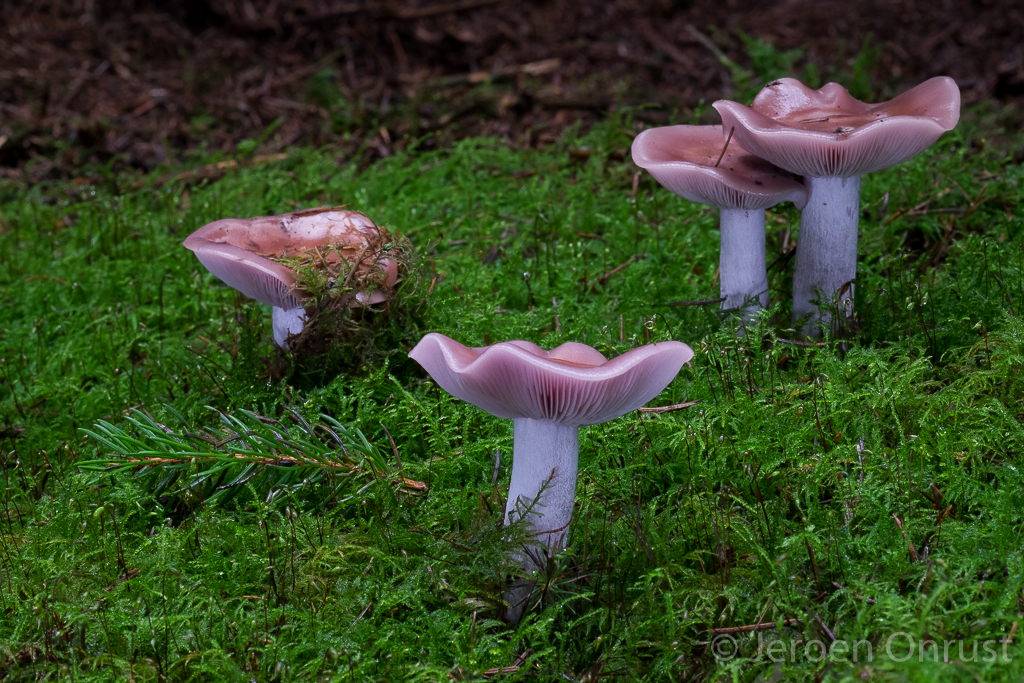 Lepista nuda - Paarse Schijnridderzwam - Wood Blewit