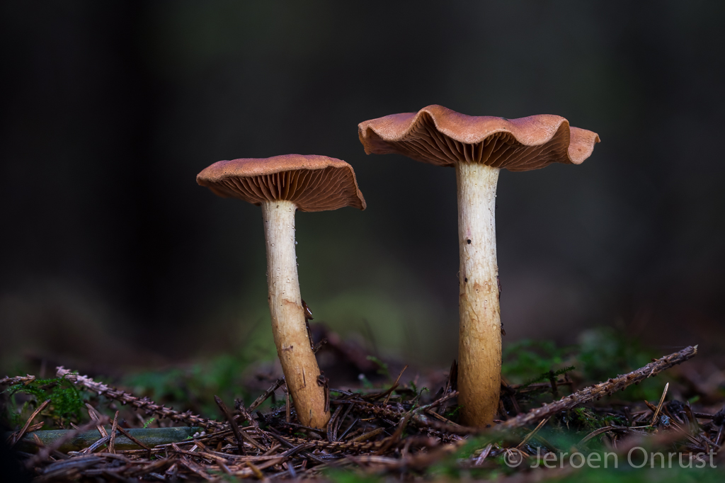 Cortinarius cinnamomeus - Kaneelkleurige Gordijnzwam - Cinnamon Webcap
