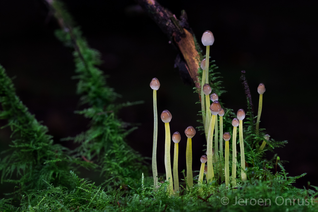 Mycena epipterygioides - Dennenkleefsteelmycena - Yellowleg Bonnet