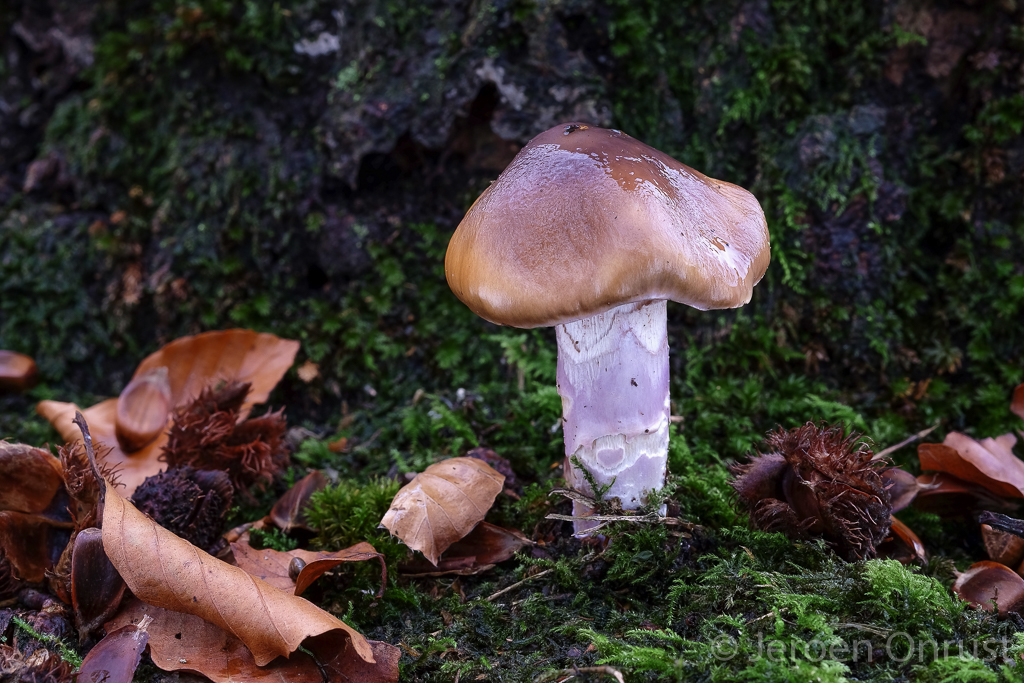 Cortinarius lividoochraceus - Rimpelige Gordijnzwam - Wrinkled Webcap
