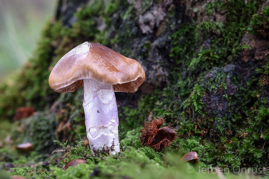 Cortinarius lividoochraceus - Rimpelige Gordijnzwam - Wrinkled Webcap