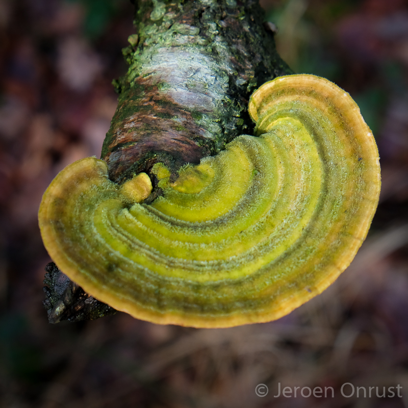 Trametes hirsuta - Ruig Elfenbankje - Hairy Bracket