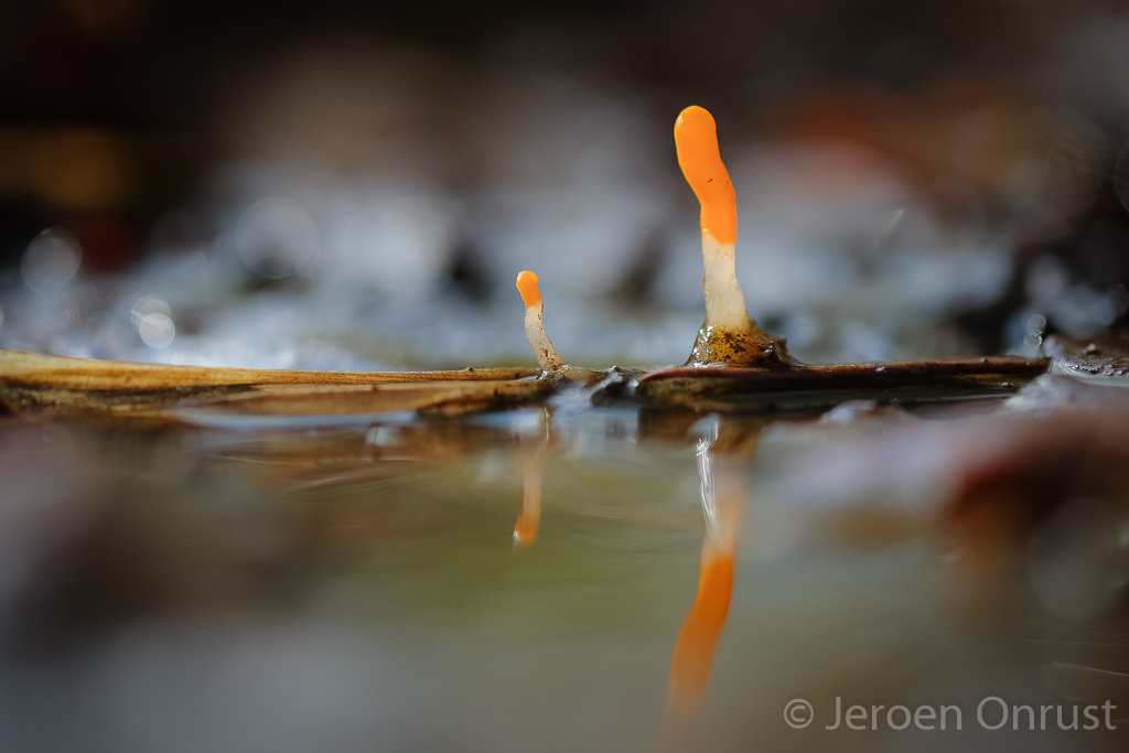 Mitrula paludosa - Beekmijtertje - Bog Beacon