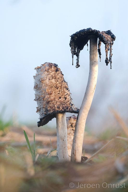 Coprinus comatus - Geschubde Inktzwam - Shaggy Inkcap