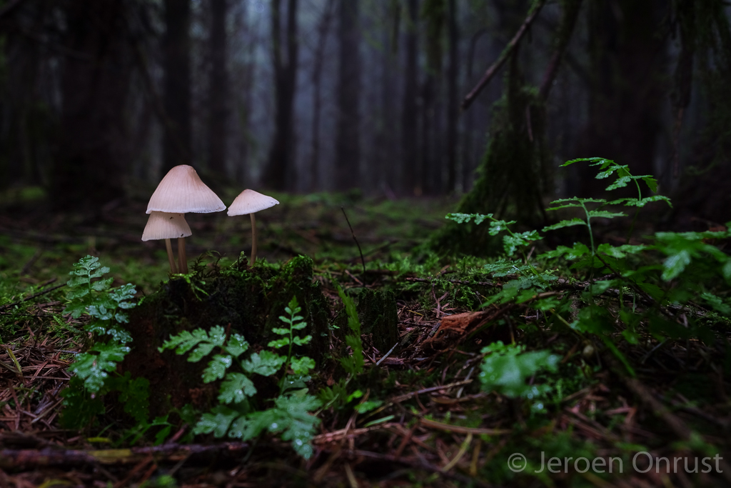 Mycena galericulata - Helmmycena - Common Bonnet