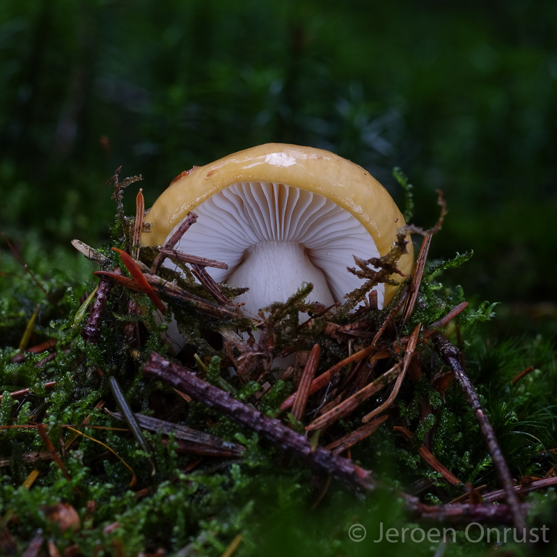 Russula ochroleuca - Geelwitte Russula - Ochre Brittlegill