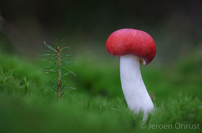 Russula emetica - Naaldbosbraakrussula - Sickener