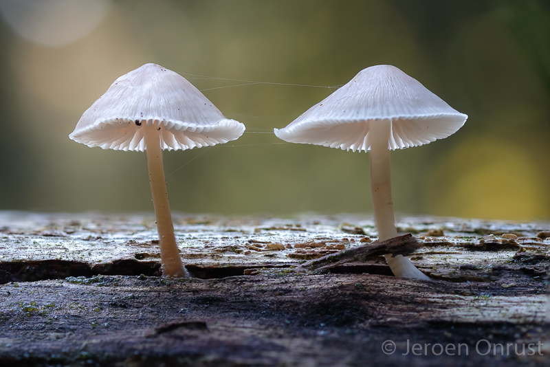 Mycena galericulata - Helmmycena - Common Bonnet