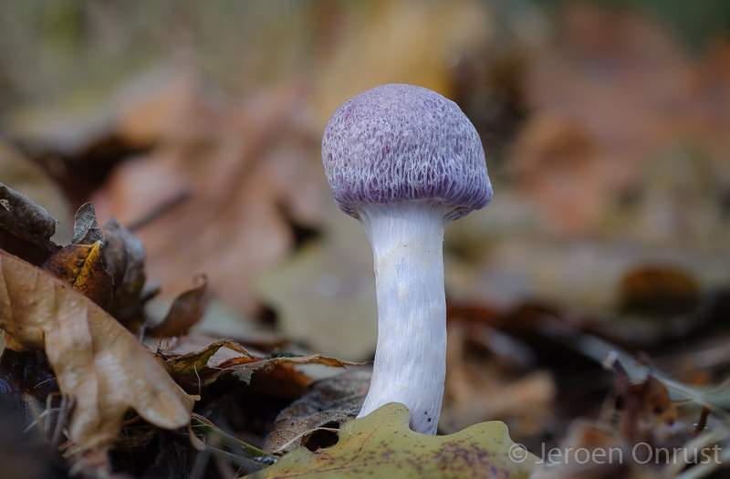 Cortinarius alboviolaceus - Lila Gordijnzwam - Pearly Webcap
