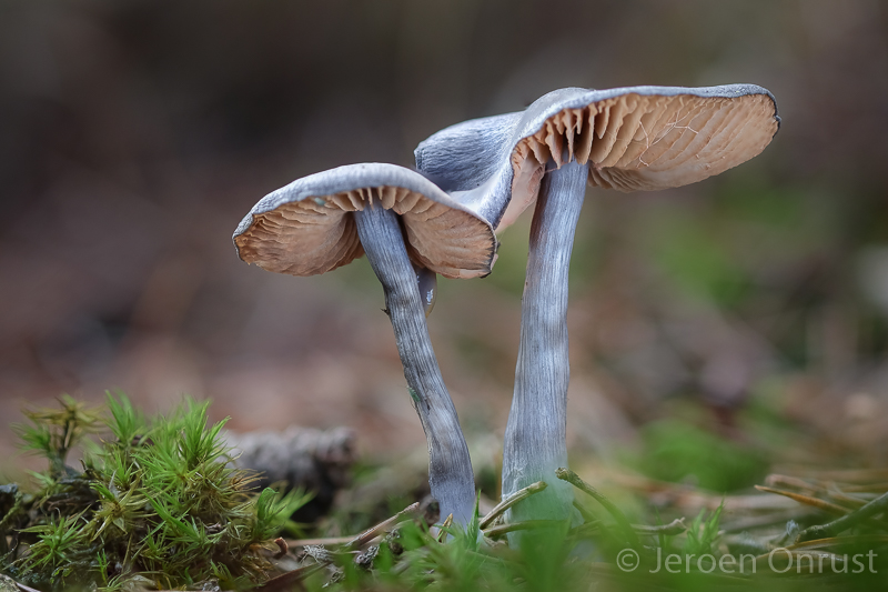 Entoloma nitidum - Blauwe Satijnzwam - Pine Pinkgill