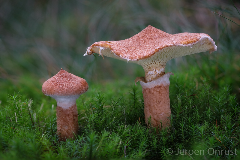 Suillus cavipes - Holsteelboleet - Hollow Bolete