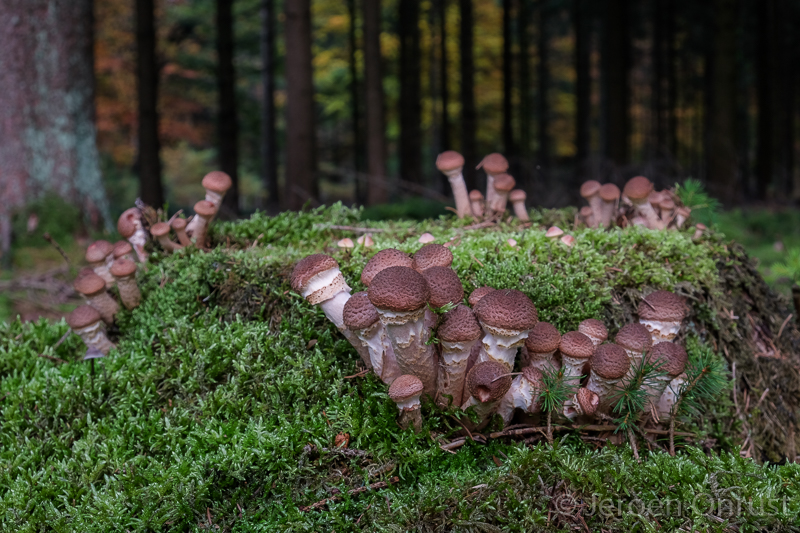 Armillaria ostoyae - Sombere Honingzwam - Dark Honey Fungus