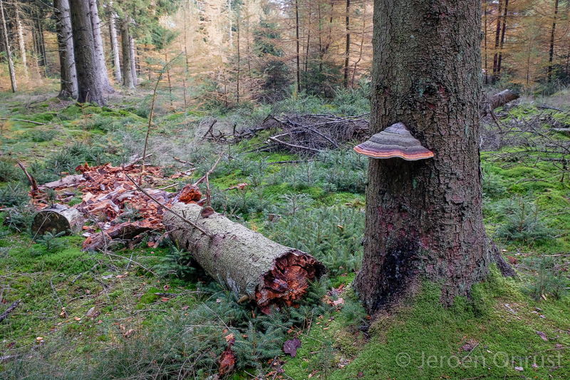 Fomitopsis pinicola - Roodgerande Houtzwam - Red-belted Bracket