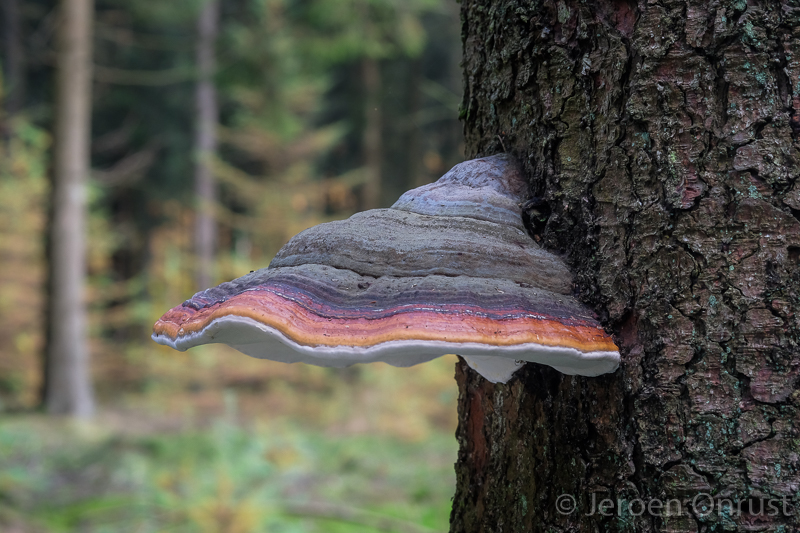 Fomitopsis pinicola - Roodgerande Houtzwam - Red-belted Bracket