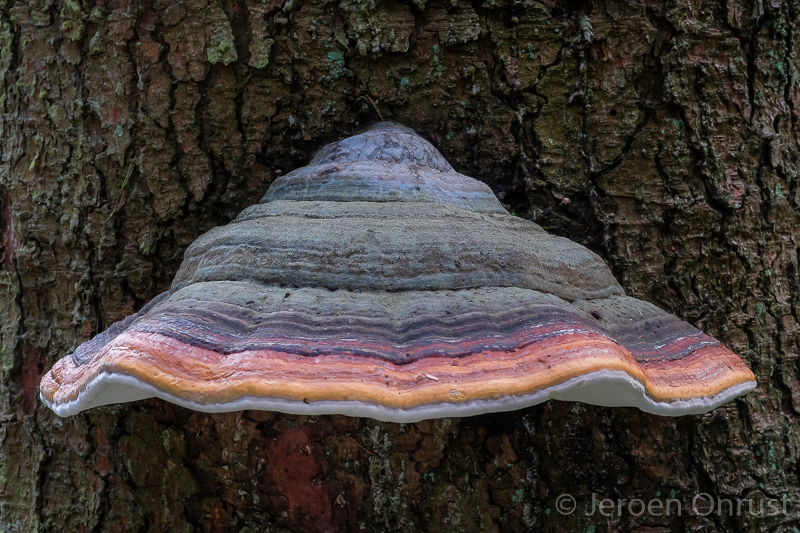 Fomitopsis pinicola - Roodgerande Houtzwam - Red-belted Bracket