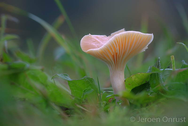 Hygrocybe pratensis - Weidewasplaat - Meadow Waxcap