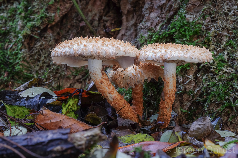 Pholiota squarrosa - Schubbige Bundelzwam - Shaggy Scalycap