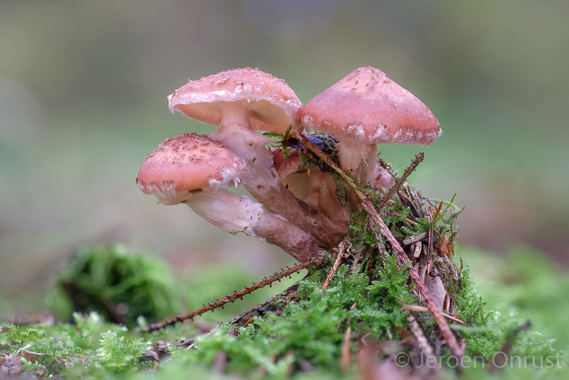 Armillaria ostoyae - Sombere Honingzwam - 	Dark Honey Fungus