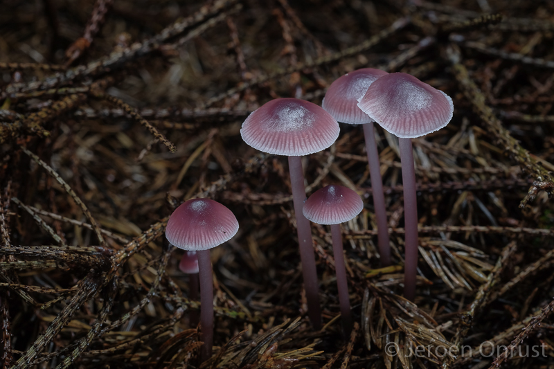 Mycena pearsoniana - Vals Elfenschermpje