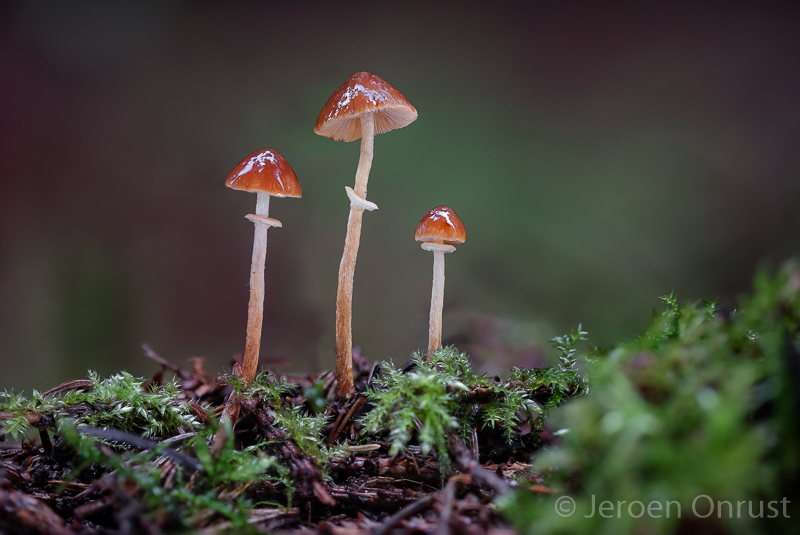 Conocybe arrhenii - Geringd Breeksteeltje - Ringed Conecap