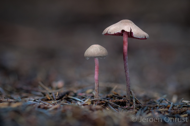 Melanophyllum haematospermum - Verkleurzwammetje - Redspored Dapperling