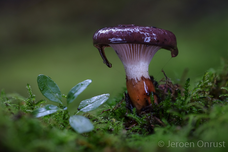 Gomphidius glutinosus - Slijmige Spijkerzwam - Slimy Spike