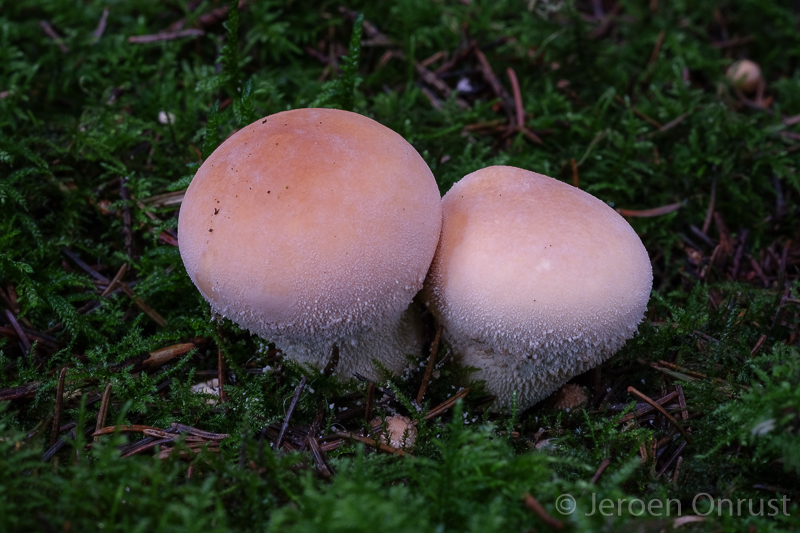 Lycoperdon molle - Zachtstekelige Stuifzwam - Soft Puffball