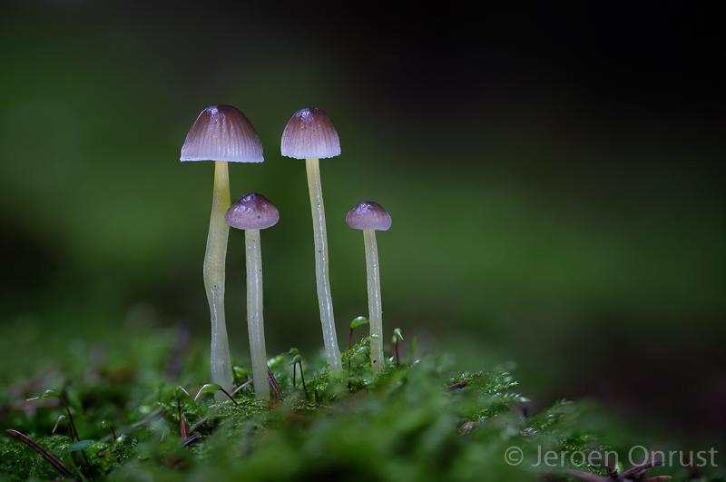 Mycena epipterygioides - Dennenkleefsteelmycena - Yellowleg Bonnet