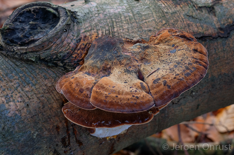 Ischnoderma resinosum - Late Fall Polypore