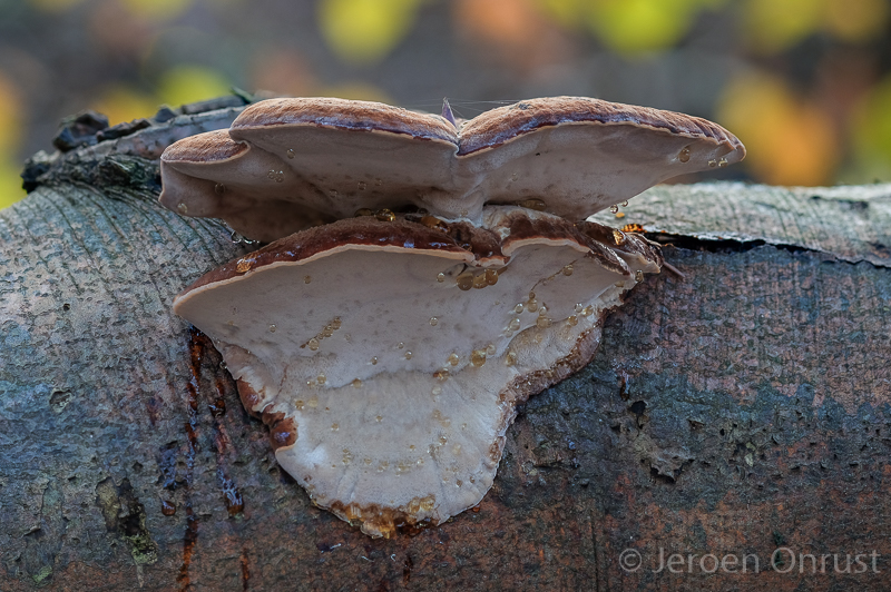 Ischnoderma resinosum - Late Fall Polypore