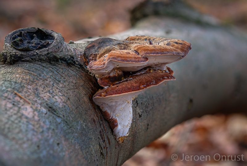 Ischnoderma resinosum - Late Fall Polypore