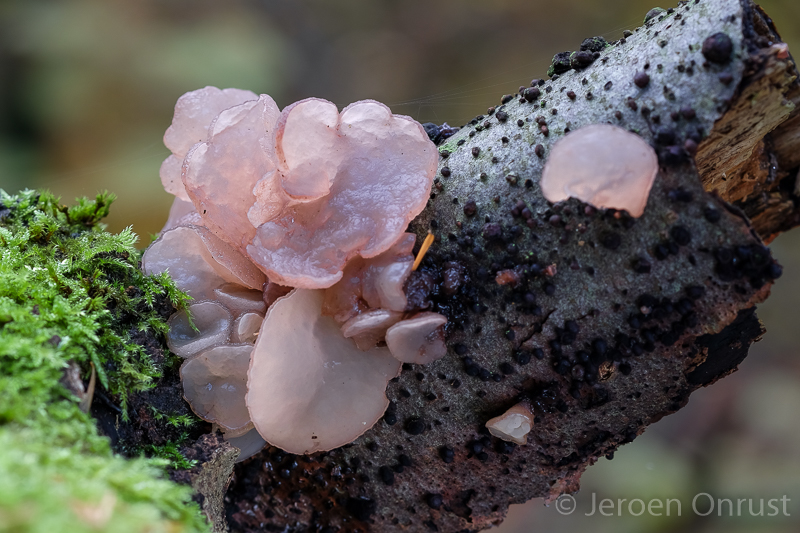 Neobulgaria pura - Roze Knoopzwam - Beech Jellydisc