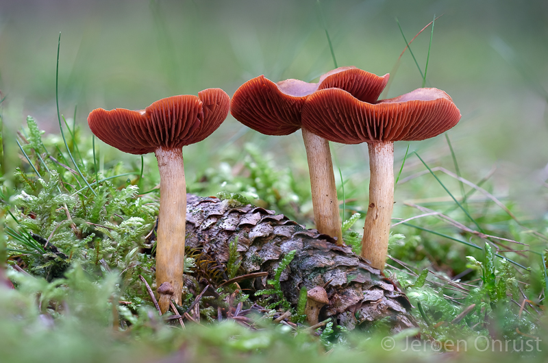 Cortinarius semisanguineus - Pagemantel - Surprise Webcap