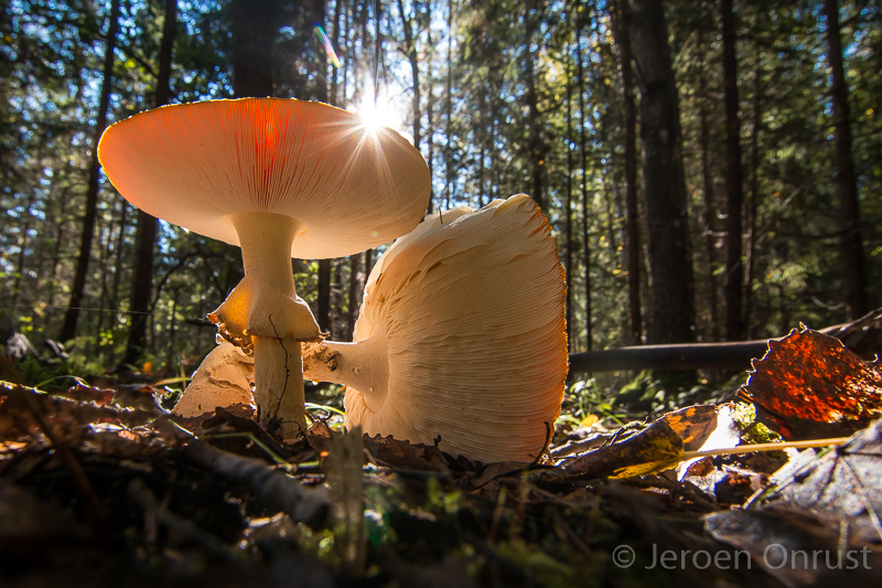 Amanita muscari - Vliegenzwam - Fly Agaric