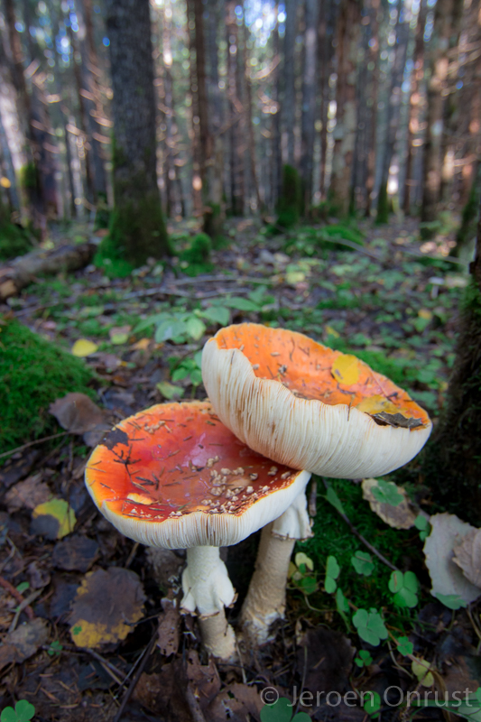 Amanita muscari - Vliegenzwam - Fly Agaric