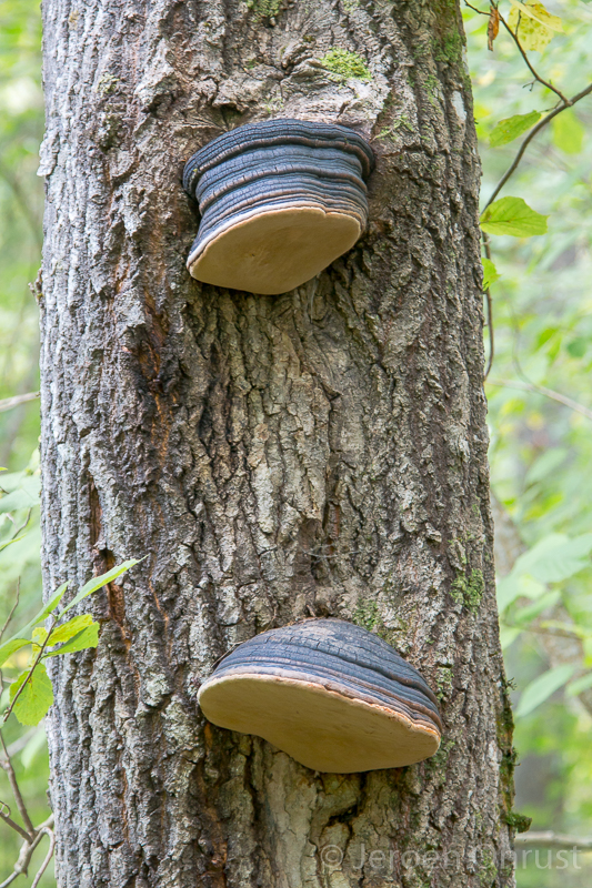 Fomitiporia robusta - Eikenvuurzwam - Woody Layered Bracket Fungus