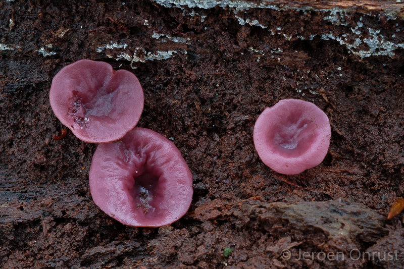 Ascocoryne sarcoides - Paarse Knoopzwam - Purple Jellydisc