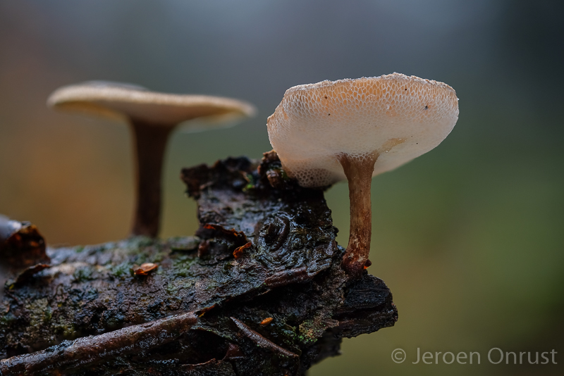 Polyporus brumalis - Winterhoutzwam - Winter Polypore