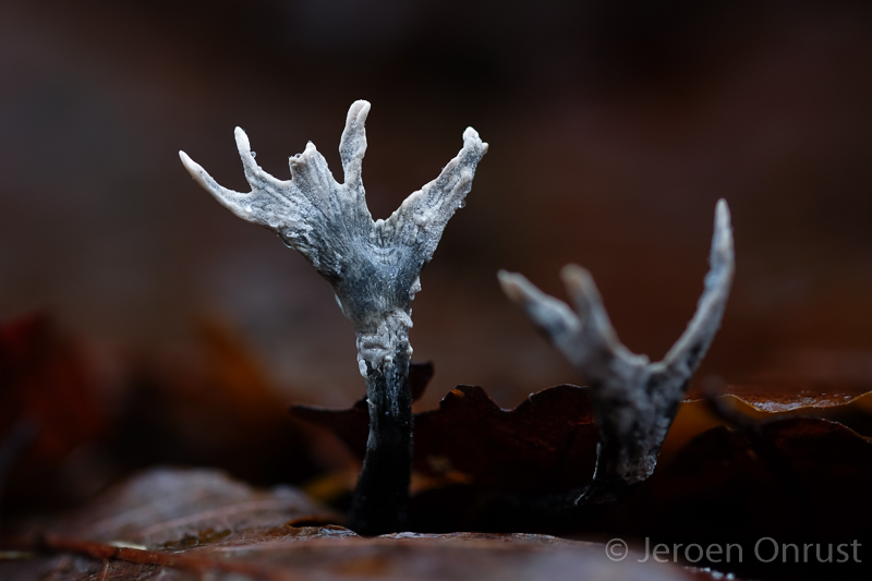 Xylaria hypoxylon - Geweizwam - Candlestick Fungus