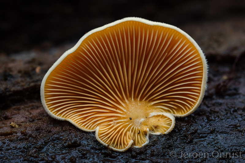Phyllotopsis nidulans - Oranje Oesterzwam - Orange Mock Oyster