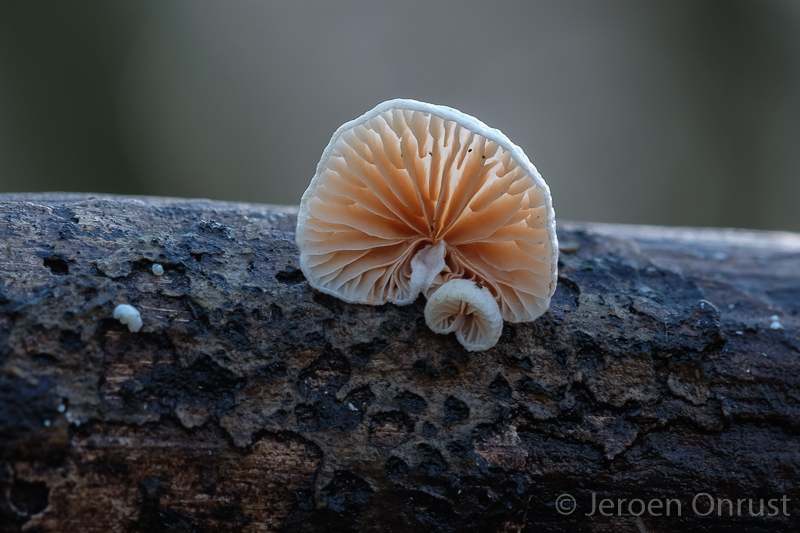 Crepidotus variabilis - Wit Oorzwammetje - Variable Oysterling