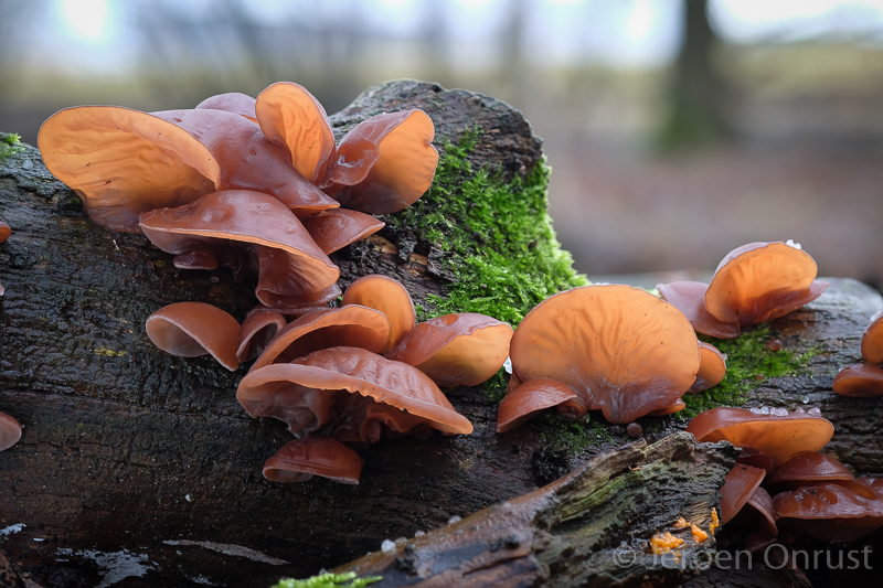 Auricularia auricula-judae - Echt Judasoor - Jelly Ear
