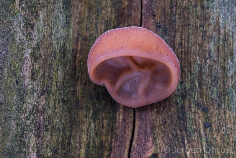 Auricularia auricula-judae - Echt Judasoor - Jelly Ear