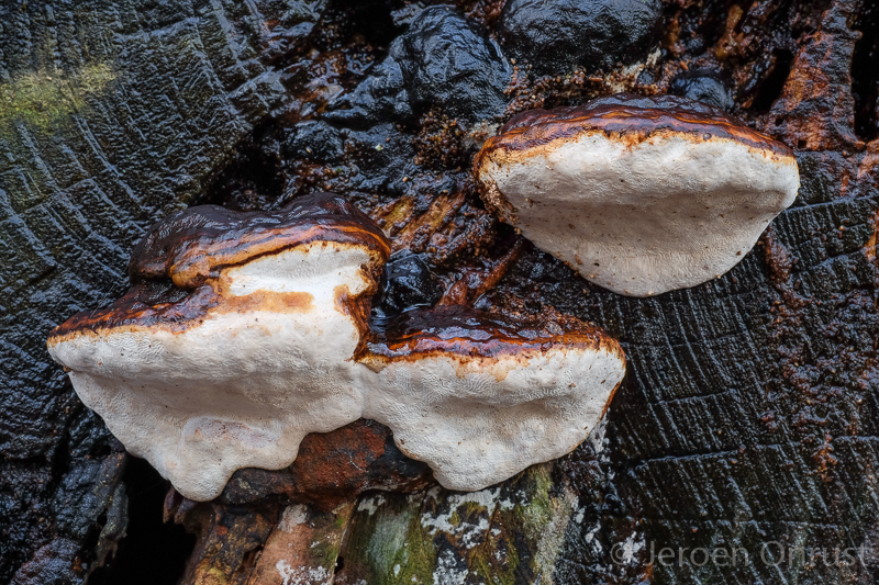 Ganoderma adspersum - Dikrandtonderzwam - Southern Bracket