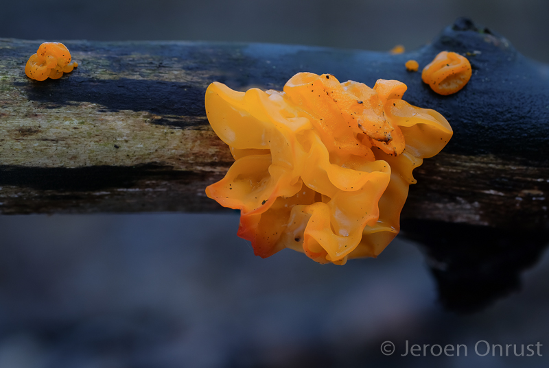 Tremella mesenterica - Gele Trilzwam - Yellow Brain
